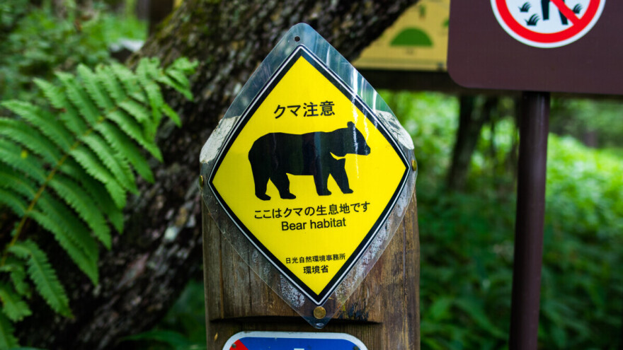 Strah u Japanu: Medvedi upadaju u škole i supermarkete, 12 mrtvih