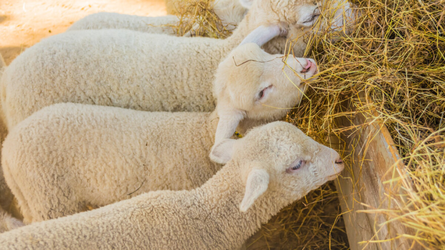 Cene jagnjadi i junadi u padu u Šumadiji. Kakvo je stanje u drugim regionima?