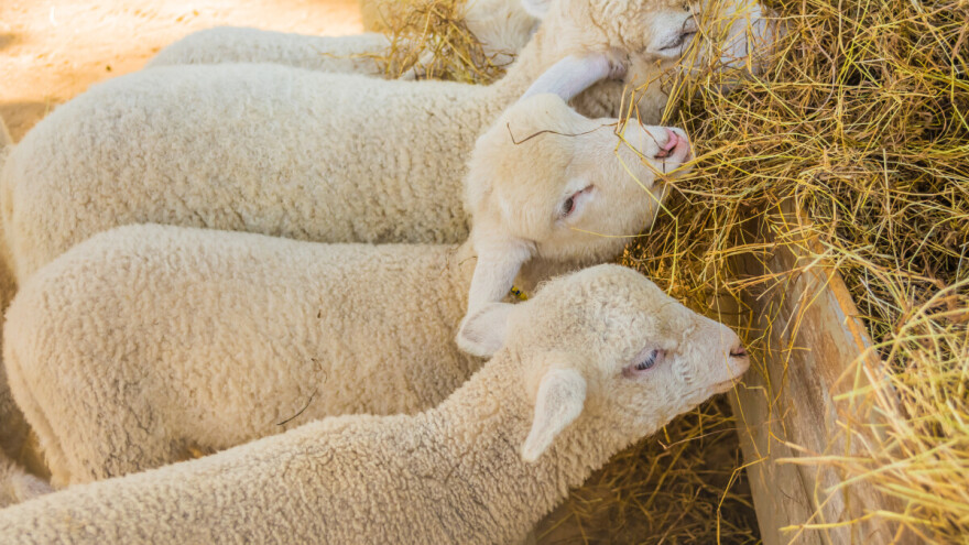 Jagnjad dostigla cenu od 650 din/kg. Gde?