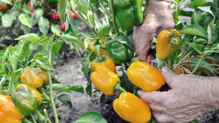 Novi virus preti paprikama: U Španiji zaraženo više od hiljadu hektara