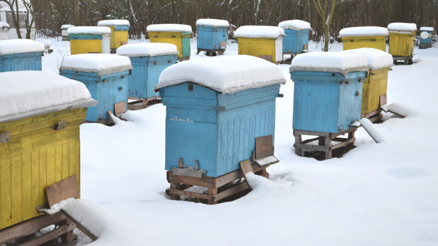 Pčelinjak u januaru: Najvažnije pravilo - izbjegavajte nepotrebno otvaranje košnice