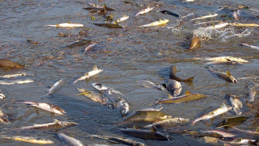 Ekološka katastrofa u Njemačkoj: Masovno uginuće ribe zbog zagađenja vode