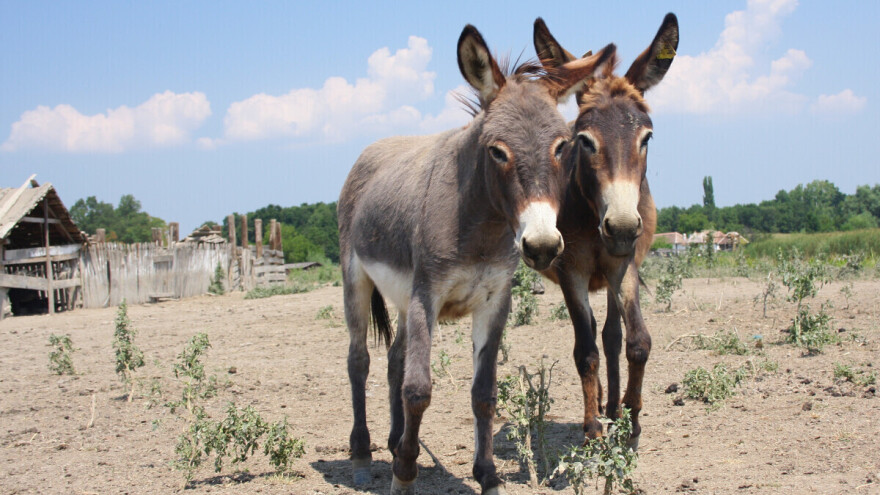Zaboravljeni suradnik: Izdržljiv, ali ne kaže se zaludu "tvrdoglav kao magarac"