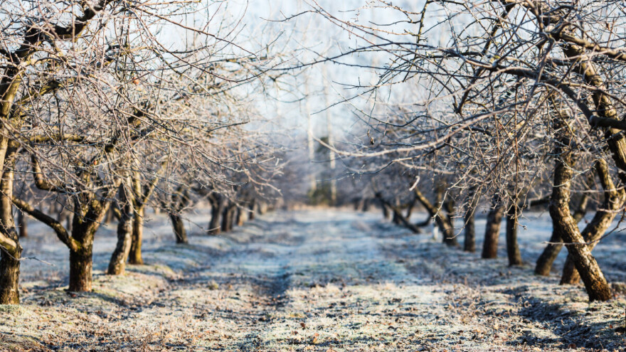 Kako temperaturne oscilacije utječu na voćke? Što ako dođe do oštećenja?
