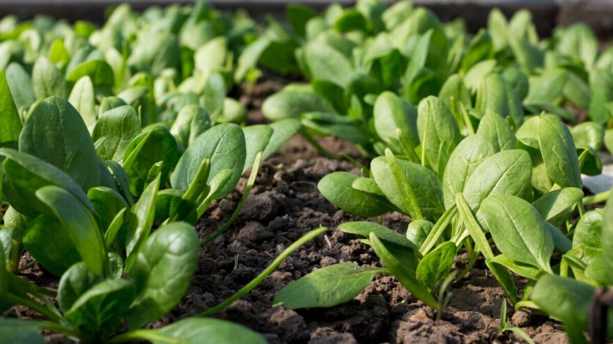 Zašto je baby špinat tajna svake zdrave kuhinje i kako ga uzgojiti?