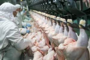 Top 10 svetskih proizvođača pilećeg mesa: Brazil i SAD dominiraju globalnim tržištem