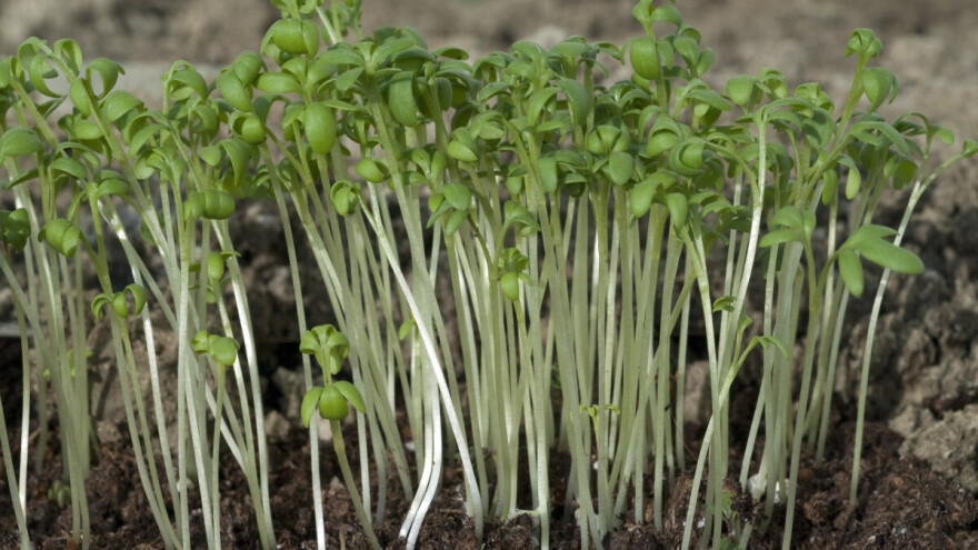 Manje poznato lisnato povrće