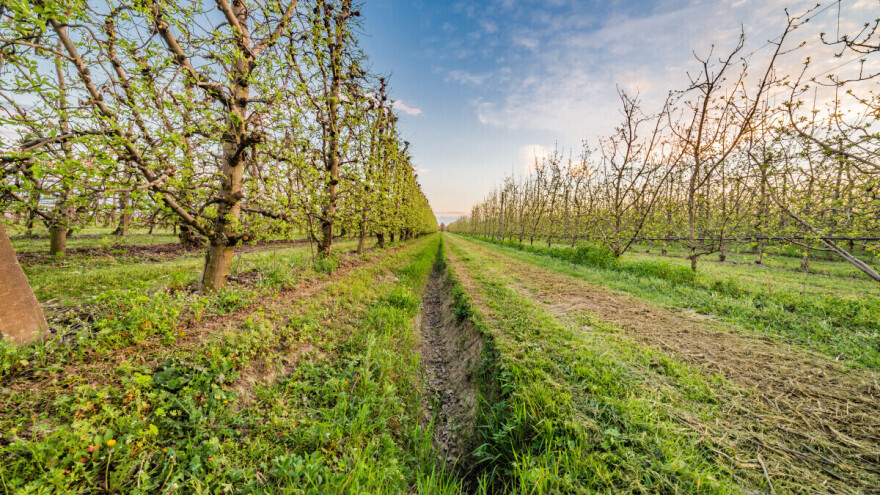 Kako i zašto orezivati korijenje voćaka?