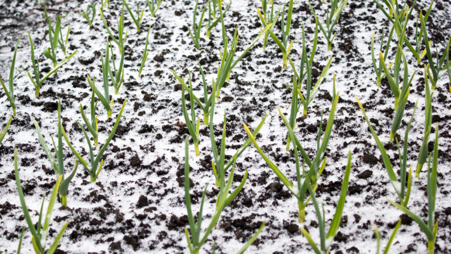 Šta se dešava sa povrćem nakon topljenja snega i vrlo niske temperature?