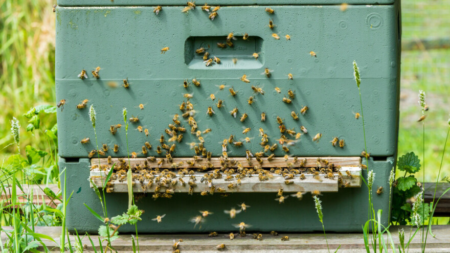 Polistirenske košnice, za i protiv
