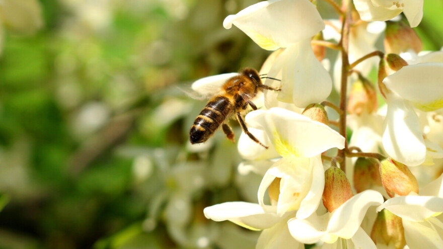 Svibanj u pčelinjaku - vrijeme intenzivnog rada i pripreme za medenje