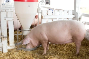 Tovne svinje do 260 din/kg, cena krmača za klanje od 150 din/kg