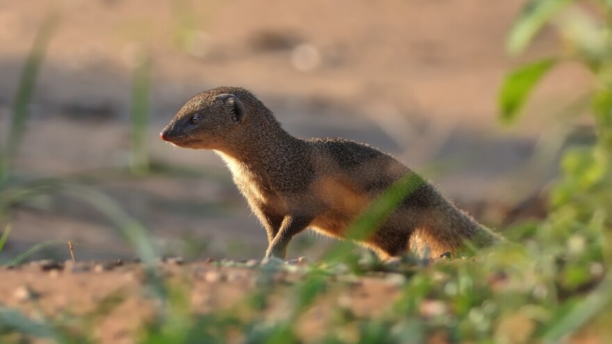 Opasni predator u Hercegovini: Mungos pronađen na Gubavici