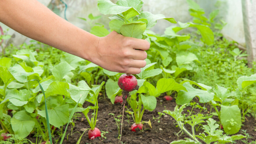 Kada je rotkvica spremna za berbu, da li se jedu listovi?