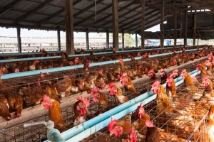 Ptičja gripa u Saskoj: Eutanazirat će 310.000 nesilica na najvećoj farmi u pokrajini