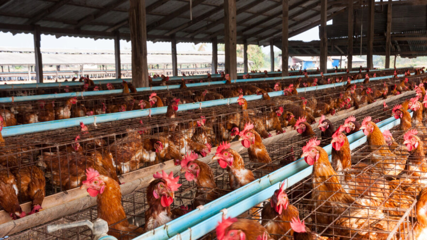 Ptičja gripa u Saskoj: Eutanazirat će 310.000 nesilica na najvećoj farmi u pokrajini