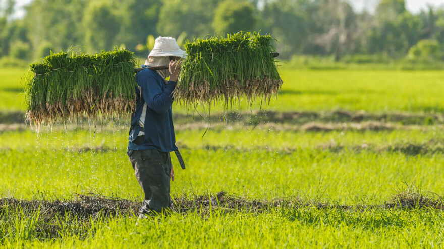 Šokantno otkriće: Klimatske promjene čine rižu sve otrovnijom