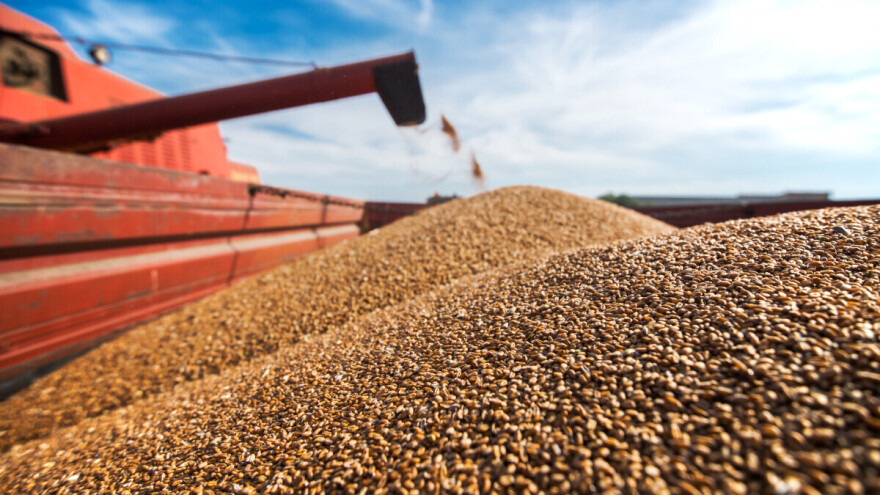 Gubi dominantnu poziciju: Rusija će u 2025. izvesti 30 odsto manje žitarica nego prošle godine?