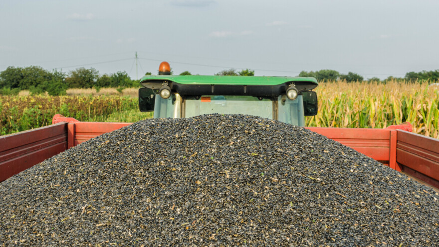 Ministarstvo poljoprivrede: Po završetku žetve uljare će objaviti konačnu otkupnu cenu suncokreta