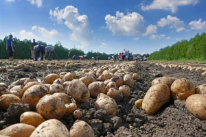 Vrijeme je vađenja krumpira, za dugotrajno čuvanje pazite na ove detalje