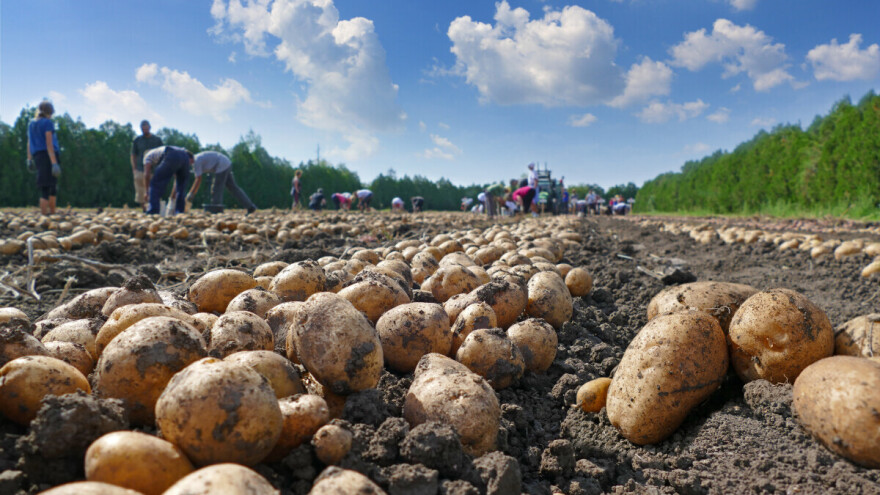 Vrijeme je vađenja krumpira, za dugotrajno čuvanje pazite na ove detalje