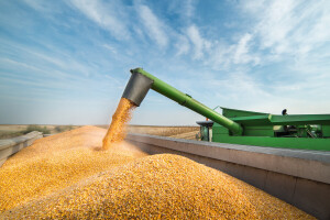 Evropski uvoz kukuruza je ove godine započeo intenzivnije - ko je najvažniji dobavljač?