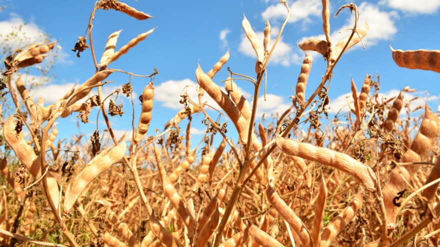 Kruh obogaćen lupinom - novost u pekarskoj industriji