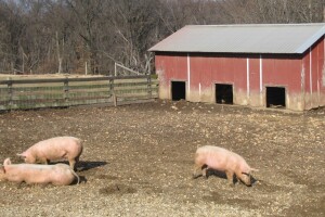 Novi slučajevi afričke svinjske kuge na području Zvornika