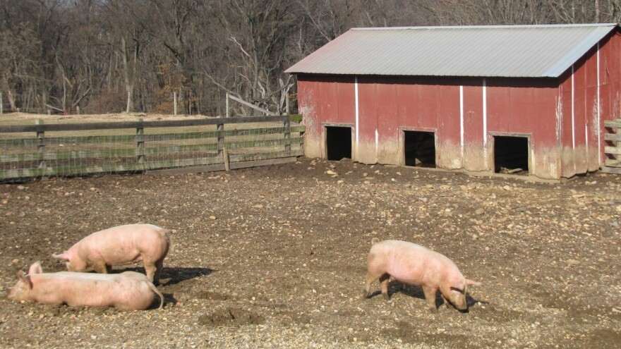 Novi slučajevi afričke svinjske kuge na području Zvornika