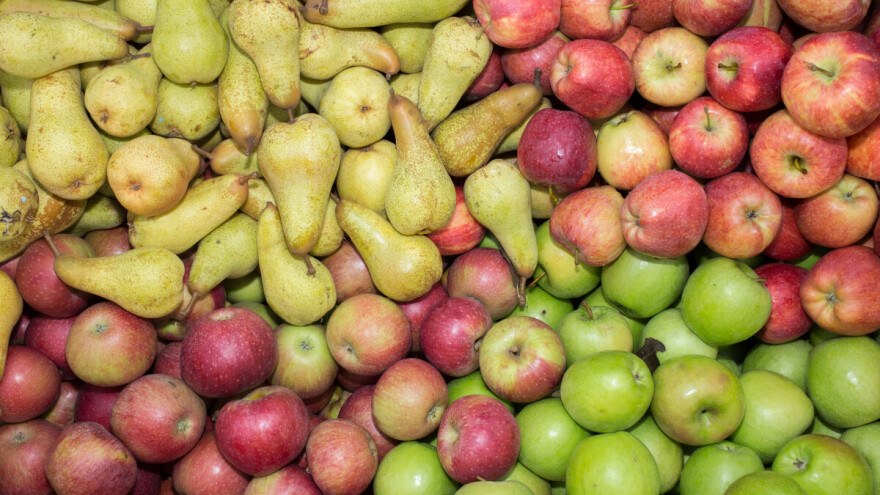 Prognosfruit 2024 predviđa pad proizvodnje jabuka, ali ne i kruške