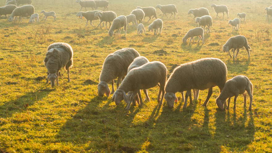 Mraz iznenadio Pidriš: Šta nam donosi ostatak sedmice?