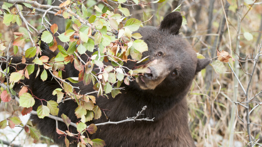 Lovac poginuo nakon što je na njega pao medved sa stabla