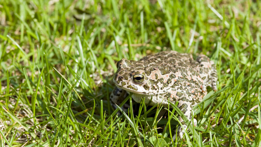 Priziva kišu i simbolizuje plodnost, ali nije omiljena kod poljoprivrednika?