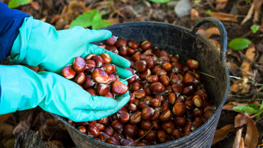 Najveći nasad kestena nam je na sjeveru zemlje, veličine 40 nogometnih igrališta