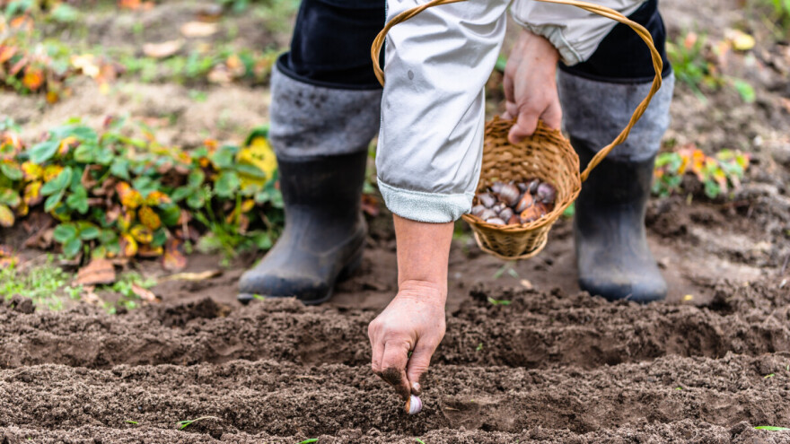 Sredina je novembra - da li još možemo posaditi luk?