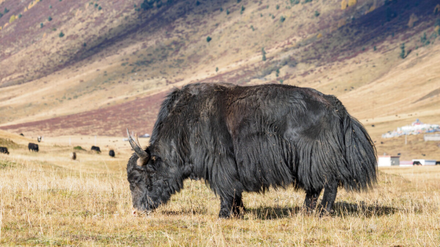 Neobična krađa stoke: Jednogodišnji jak misteriozno nestao s pašnjaka