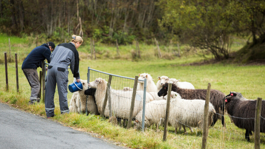 Prvi put od 2010. pojavila se bolest plavog jezika u zemlji na severu Evrope