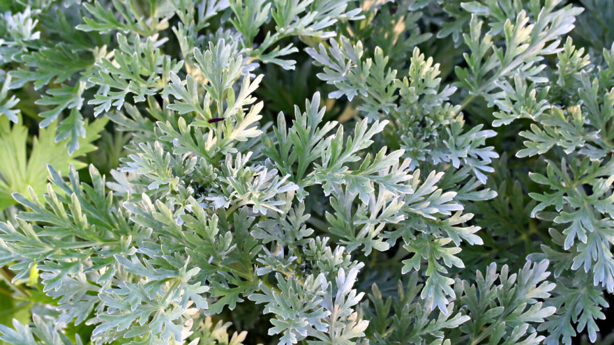 Evo pet načina kako da koristite gorki pelin