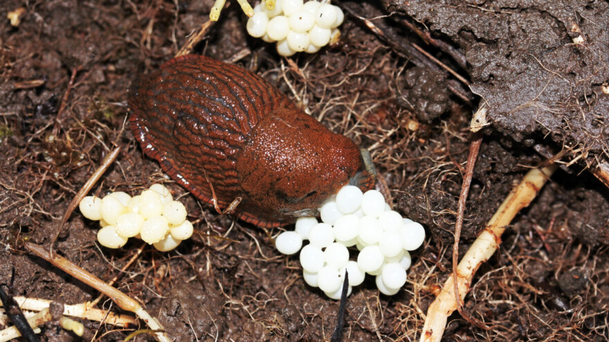 Štetočine koji prezimljuju: Evo gdje možete pronaći njihova neočekivana skrovišta