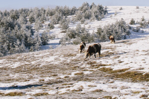 Stiglo naglo zahlađenje: Evo gde od jutros pada sneg