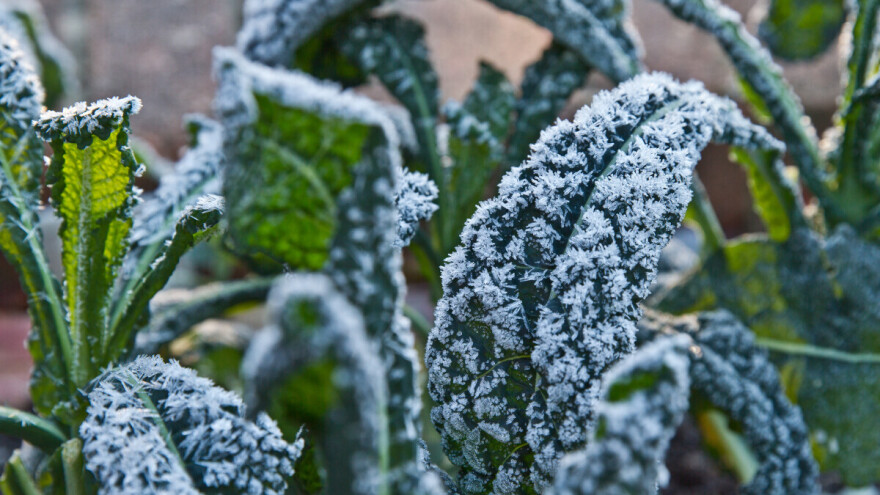 Koje je povrće slađe nakon prvog mraza?