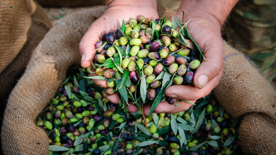 Svetski je dan masline: Simbol mira, kulture i održivosti
