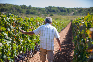 Filoksera današnjice: Zlatna žutica vinove loze nije samo problem Hrvatske