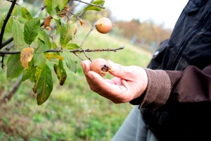 Kada su mušmule spremne za branje i kako od njih napraviti marmeladu?