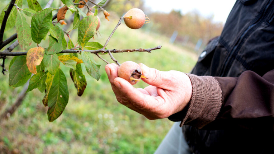 Kada su mušmule spremne za branje i kako od njih napraviti marmeladu?