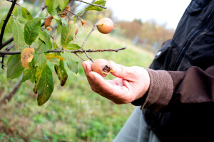 Kada su mušmule spremne za branje i kako od njih napraviti marmeladu?
