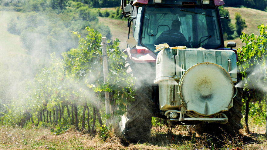Vinovoj lozi prete tri bolesti - gde je bilo obilnih kiša, potrebne nove mere zaštite