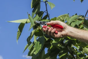 Zašto je važna ljetna rezidba trešnje i kako je obaviti?