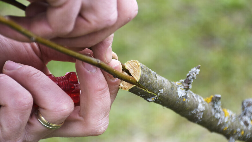 Šta je dvogubo kalemljenje i kada se primenjuje?