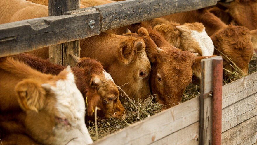 Veliki pad proizvodnje goveđeg mesa u Republici Srpskoj, a mlijeka?
